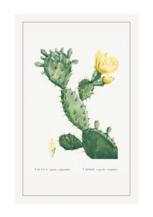 Juliste Cactus Opunta Juliste 1