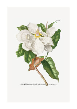 Juliste Magnolian kukka Juliste 1