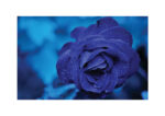 Juliste Sininen ruusu Juliste 1