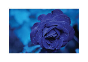 Juliste Sininen ruusu Juliste 1