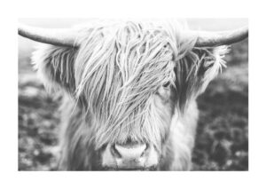 Juliste Highland Cattle Cows Juliste 1