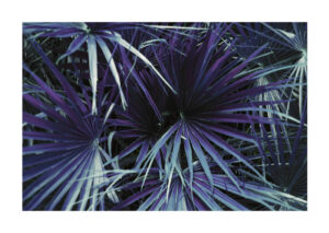 Juliste Violetin värinen kasvi Juliste 1
