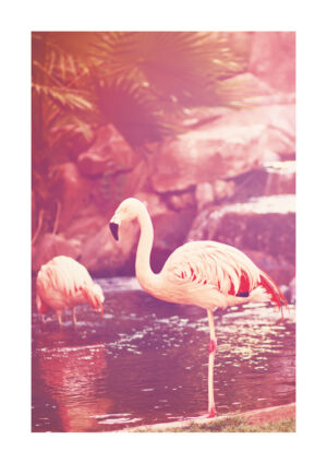 Juliste Flamingo vintage Juliste 1