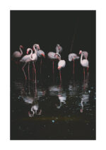Juliste Flamingo Juliste 1