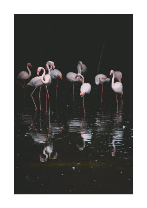 Juliste Flamingo Juliste 1