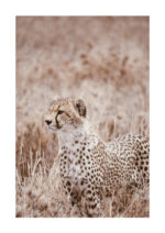 Juliste Cheetah Juliste 1