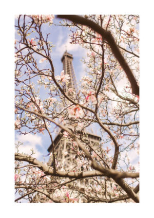 Juliste Eiffel-torni ja kirsikkapuun kukat Juliste 1