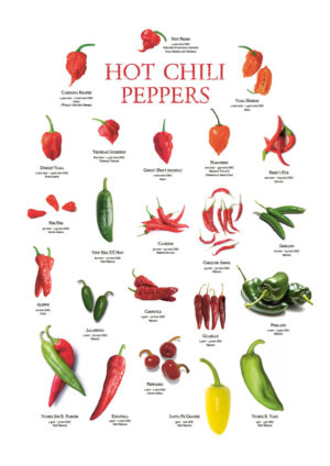 Juliste Hot Chili Pepper Facts with SHU Scale Juliste 1