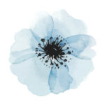 Juliste Sinisiä vesiväri kukkia Juliste 3