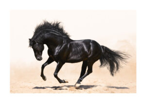Juliste Musta kaunis hevonen Juliste 1